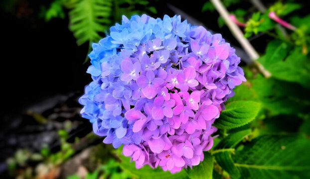漸變色花朵繡球花