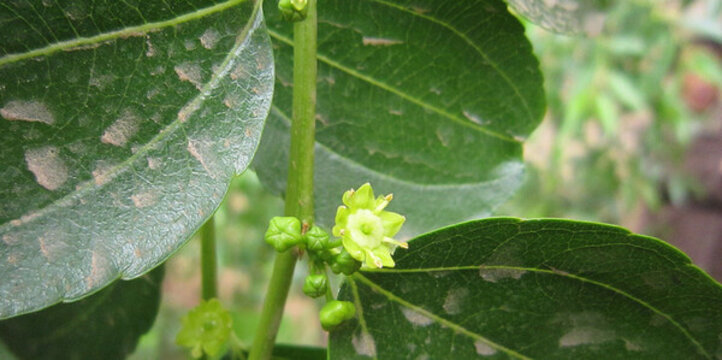 大荔冬棗發(fā)芽開(kāi)花膨大座果幼果