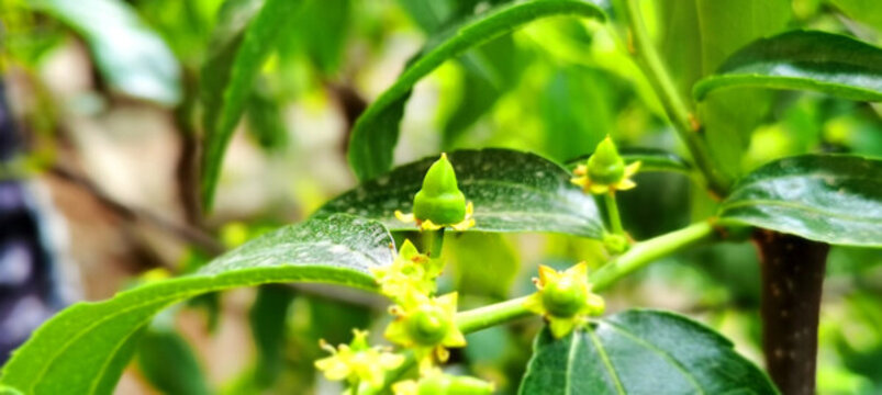 大荔冬棗發(fā)芽開花膨大座果幼果