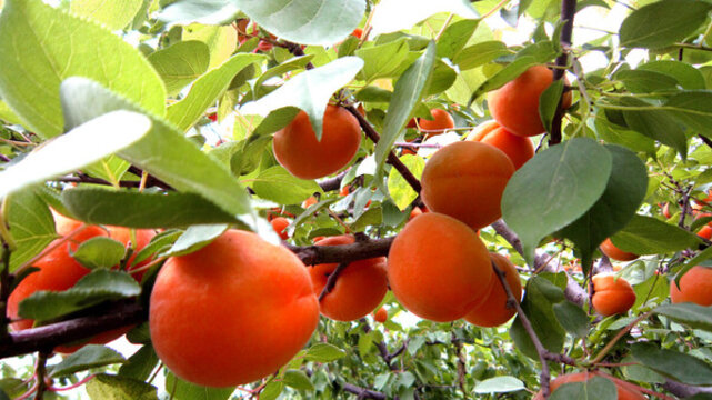 杏發(fā)芽開花座果膨大轉(zhuǎn)色成熟