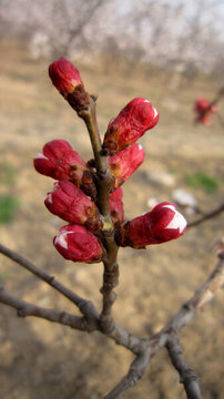 杏發(fā)芽開花座果膨大轉(zhuǎn)色成熟