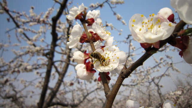 杏發(fā)芽開花座果膨大轉色成熟