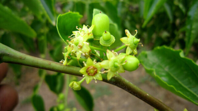 冬棗發(fā)芽開花膨大座果