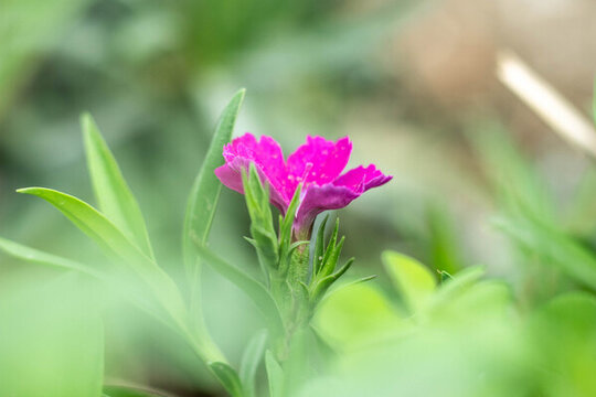 石竹花
