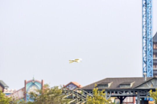 中午飛過城市建筑旁的一只海鷗