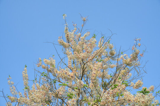 盛開(kāi)的節(jié)莢決明花