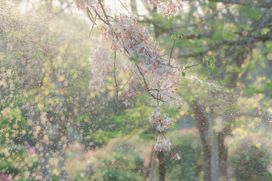 盛開的節(jié)莢決明花
