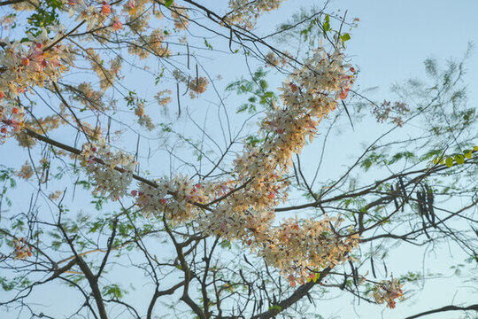 盛開的節(jié)莢決明花