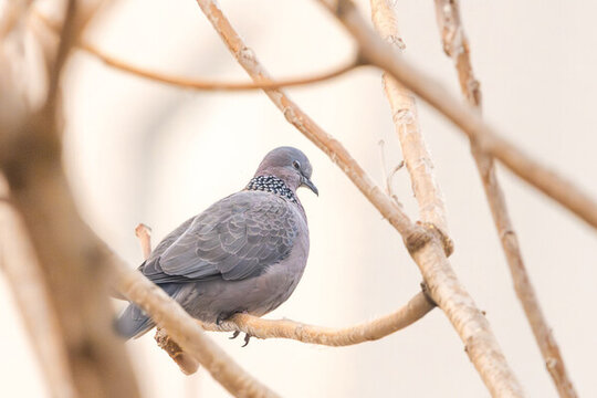 樹枝上的珠頸斑鳩
