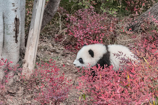 星星產(chǎn)房熊貓幼崽