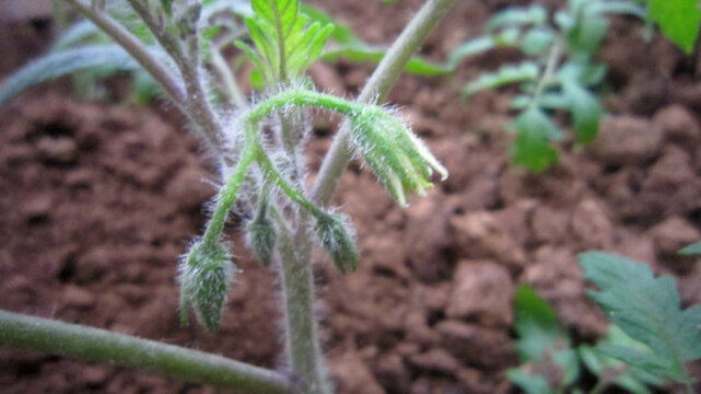 番茄西紅柿開花座果幼果膨大轉(zhuǎn)色