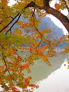 烏桕紅葉