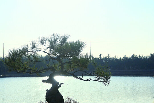 松樹盆景