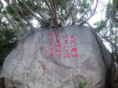 天涯樹