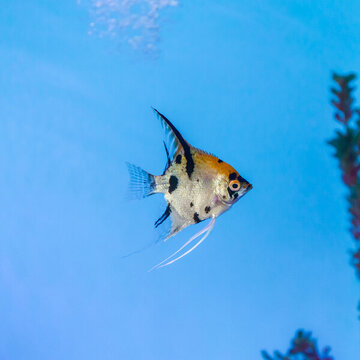 水中的热带观赏鱼神仙鱼