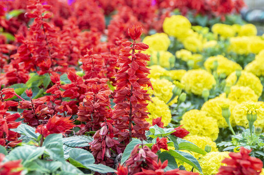 觀賞花串串紅