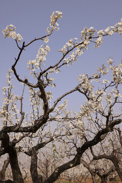 萊陽(yáng)梨樹枝