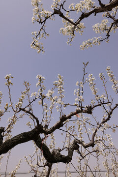 藍(lán)天梨花
