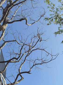 樹木枯枝