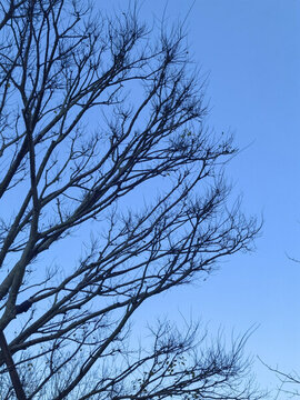樹木枯枝