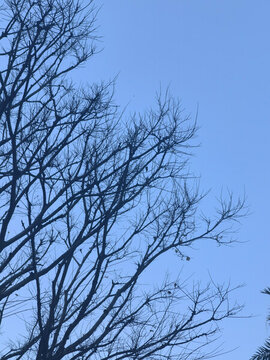 樹(shù)木枯枝