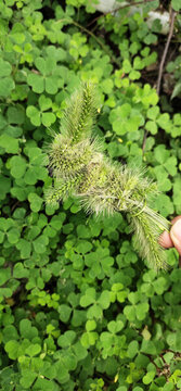 狗尾巴草編