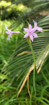 紫嬌花