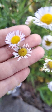 小雛菊