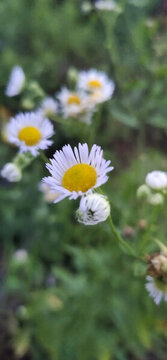 小雛菊