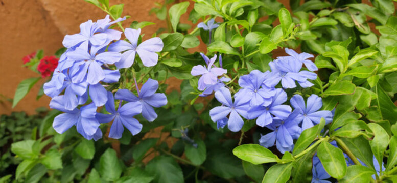 藍(lán)花丹