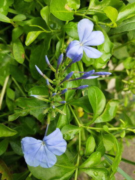 藍花丹