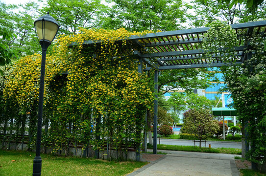 黃木香花