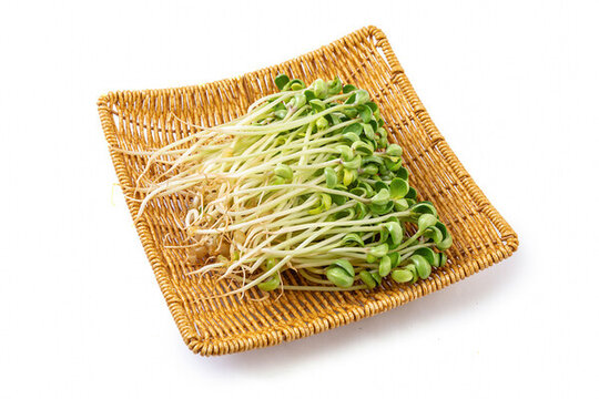 生的新鮮黑豆苗食材