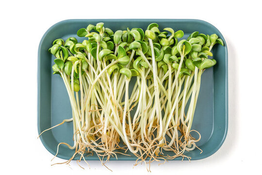 生的新鮮黑豆苗食材