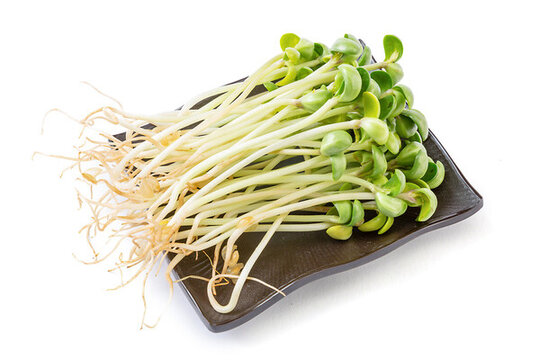 生的新鮮黑豆苗食材