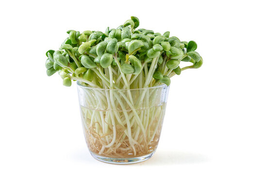 生的新鮮黑豆苗食材