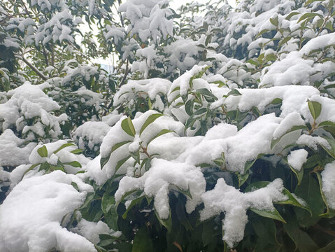 積雪