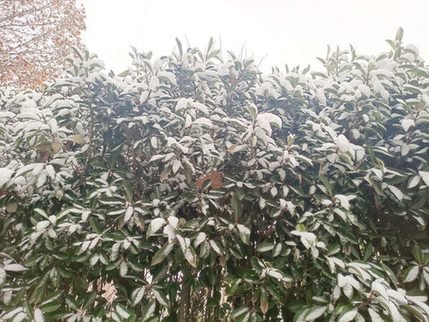 積雪