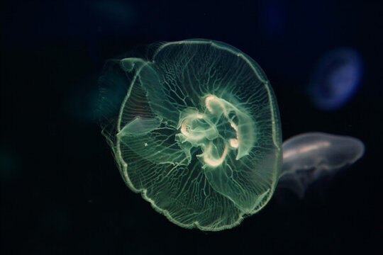 水母