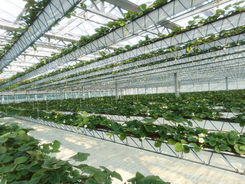草莓园立体科技农业