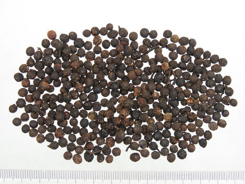 蓽澄茄