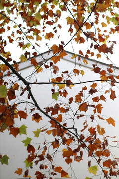 秋日紅葉