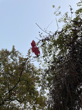 仰拍樹枝