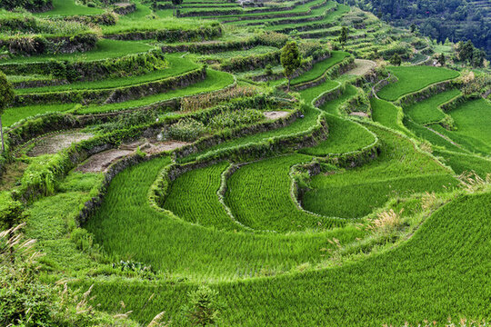 浙南永嘉山區(qū)茗岙梯田風(fēng)光