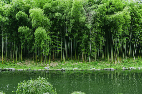 竹海翠竹林