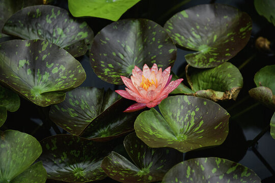 池塘蓮花蓮葉