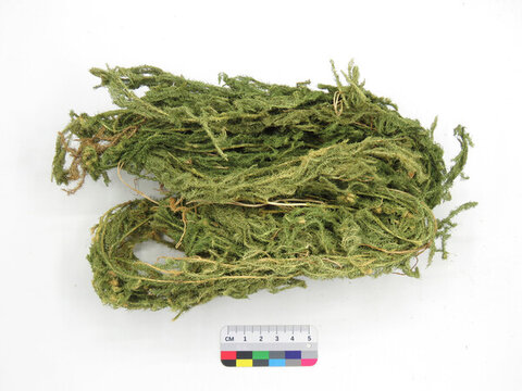 伸筋草