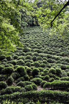 杭州西湖龙井茶山茶树