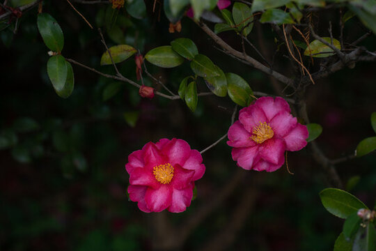 山茶花