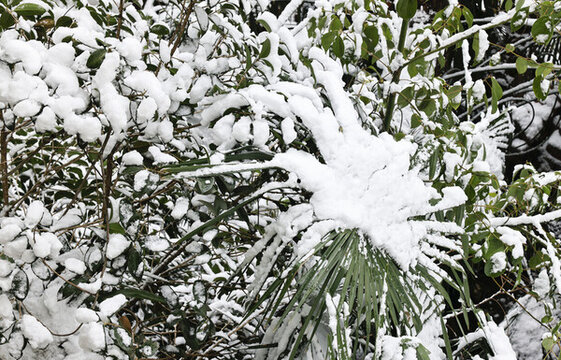 樹枝上的雪